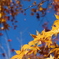 四万の紅葉