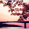 海桜