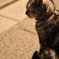 Cat on the street.