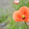 DSC_2487_R