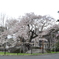 石割桜　１