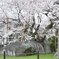 石割桜　３