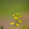 菜の花