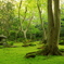 祇王寺　〜苔の庭〜
