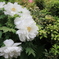 ●IMG_0641