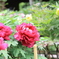 ●IMG_0651