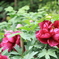 ●IMG_0655