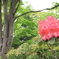 ●IMG_0668
