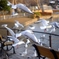 Ueno birds