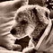 eddie #2