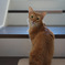 見返り美猫