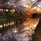 金色桜