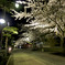 十和田市庁前桜