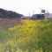 ハイジとクララが戯れるたつの市の川岸風景。