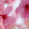 陽光桜