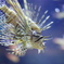 luna lionfish