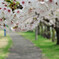 桜路②