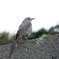 イソヒヨドリ若鳥