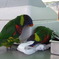 photo_251798
