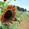 photo_251830