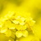 Spring Yellow