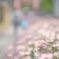 ピンク花壇
