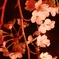 夜桜