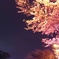 夜桜2