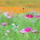 花畑