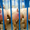 3PinkPig'sPeach