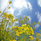 SunnyTenderstem