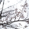 聖光寺（しょうこうじ）の桜
