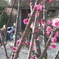 春とバイク