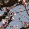 梅の花