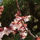 梅の花