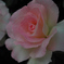 lovelyrose
