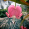ハートの花