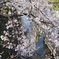 高島城_桜