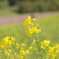 淡路島　菜の花