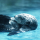 Sea otter