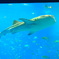 美ら海水族館 