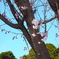 桜？