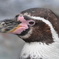 ペンギンの目