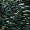 魚群2