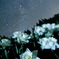 純白の星と花
