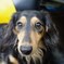愛犬