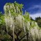 wistaria, majestically