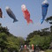 青空と鯉のぼり