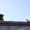 long cat