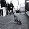 photo_2525397